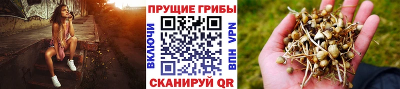 дарнет шоп  Кубинка  Псилоцибиновые грибы Cubensis 